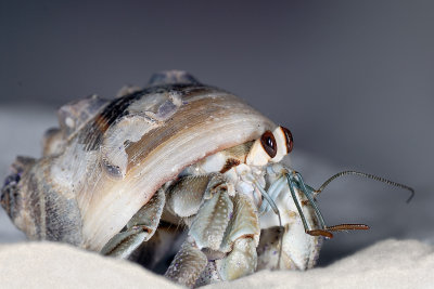Hermit crab 2198 (V58)