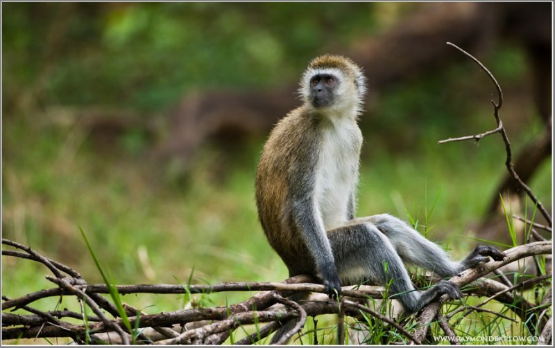 Vervet Monkey