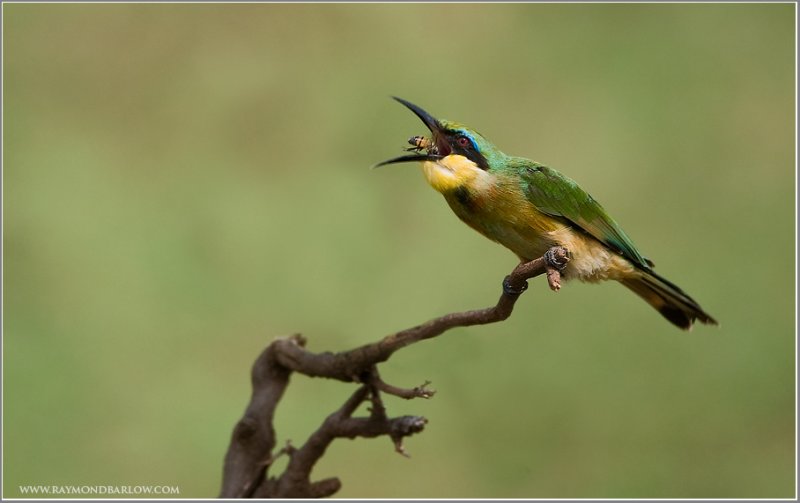 Little Bee-eater