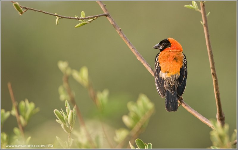 Northern Red Bishop