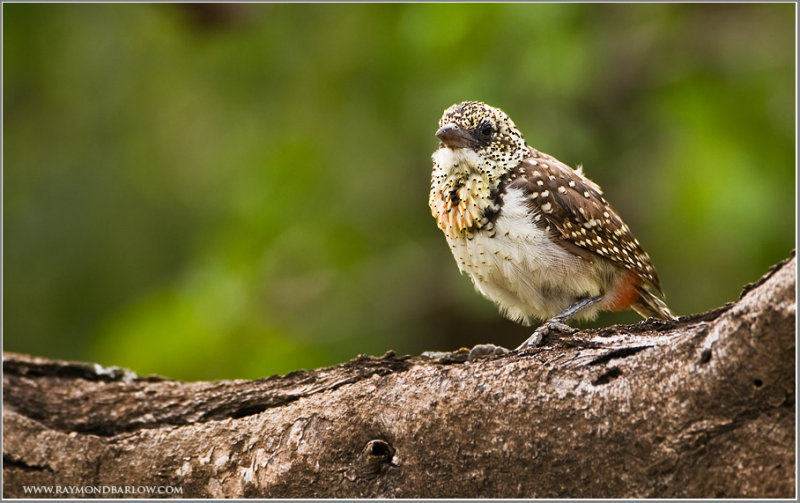 dArnauds Barbet