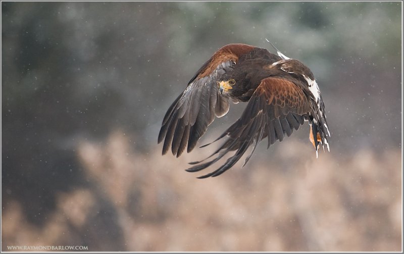 Harriss Hawk in Flight