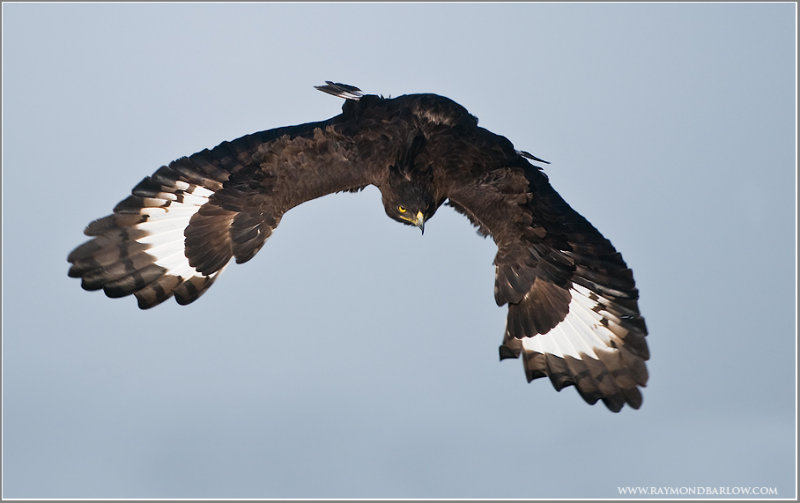 Long-crested Eagle