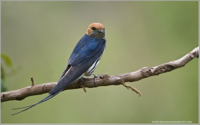 Swallow 