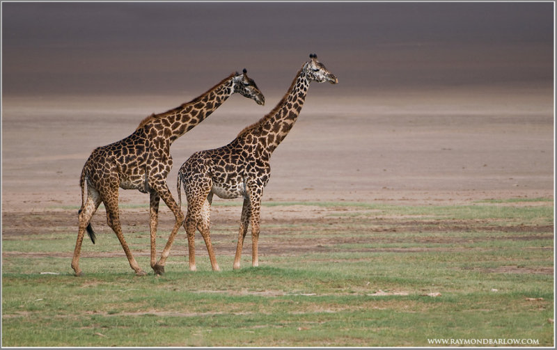 Giraffe Family