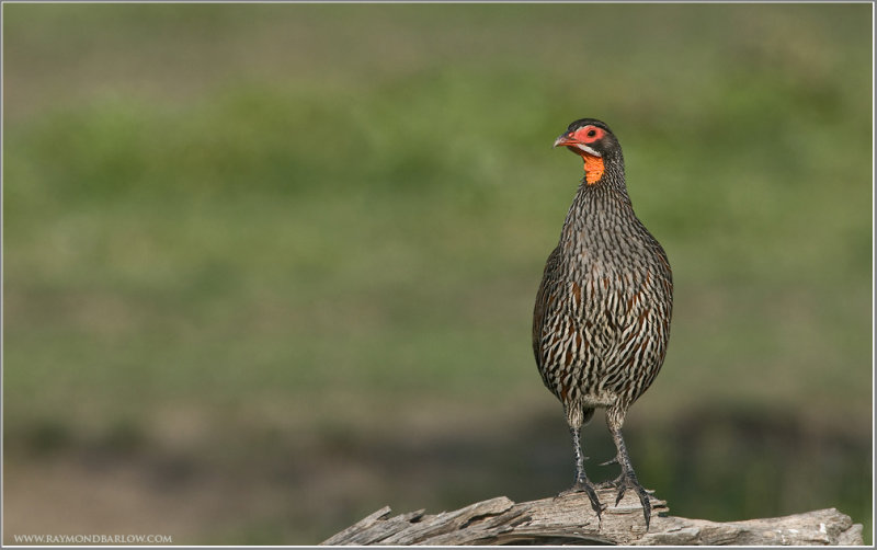 Red-necked Spurfowl