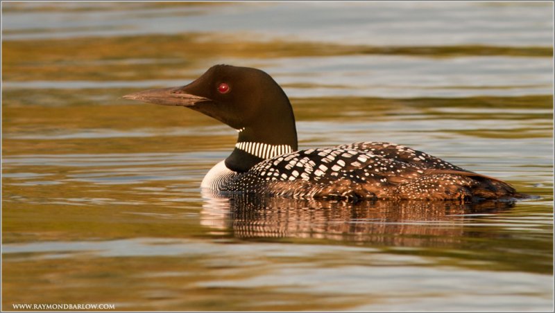 Bobcaygeon Loon 2