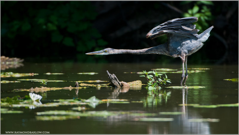 Great Blue Heron Stretching