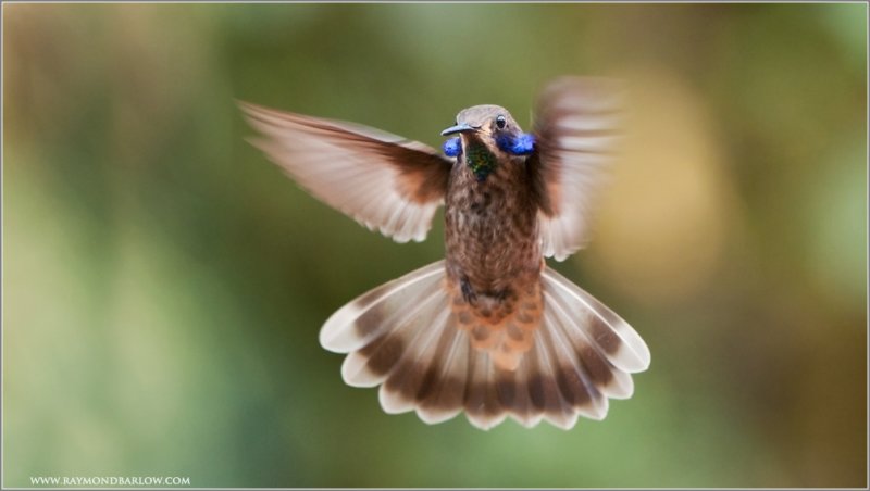 Brown Violetear Hummingbird