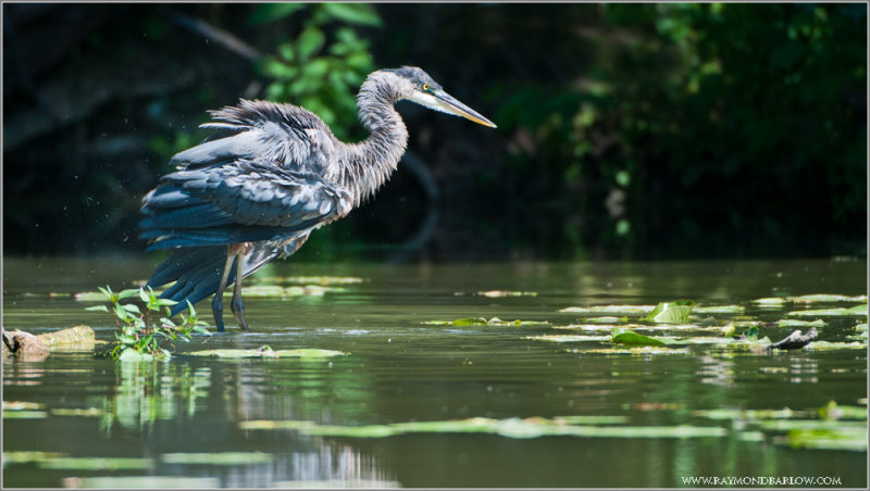 Great Blue Heron