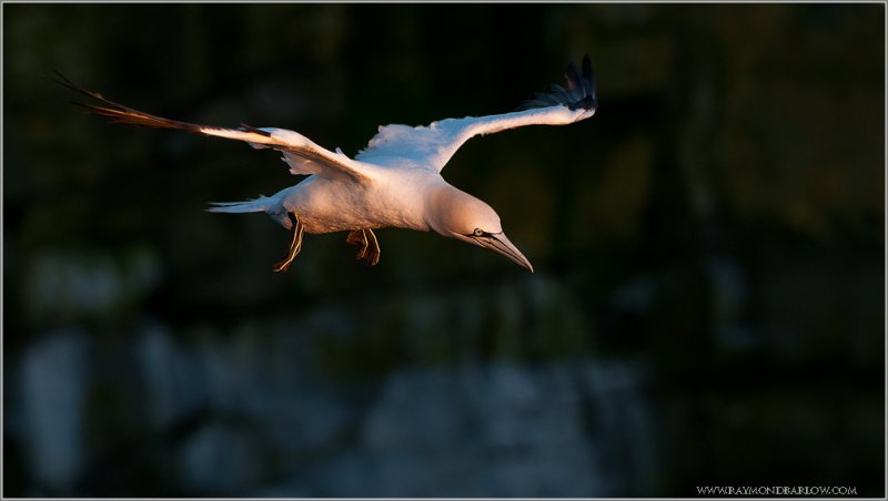 Northern Gannet