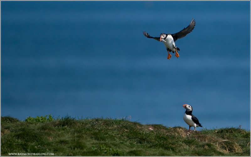 Breakfast Incoming!  Atlantic Puffins Flight 401!