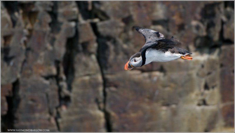 Atlantic Puffin in Flight