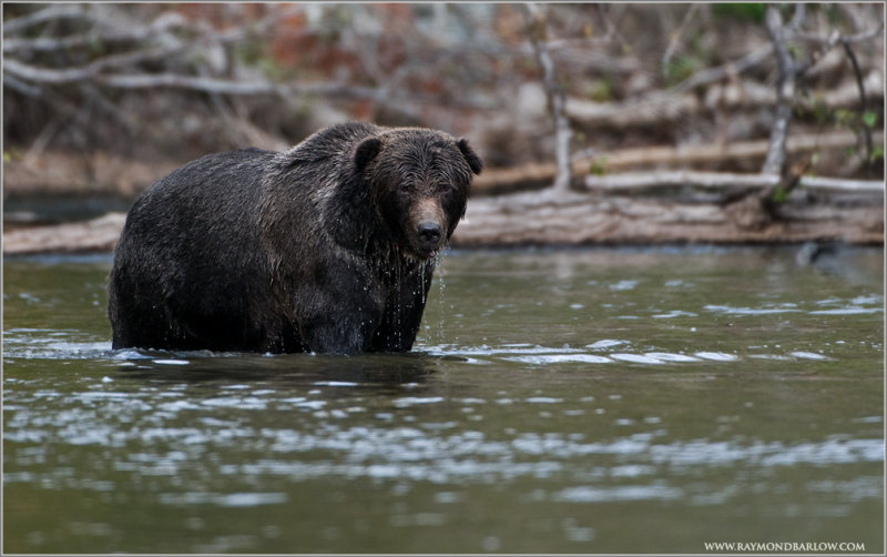Bella Coola Grizzly Bear