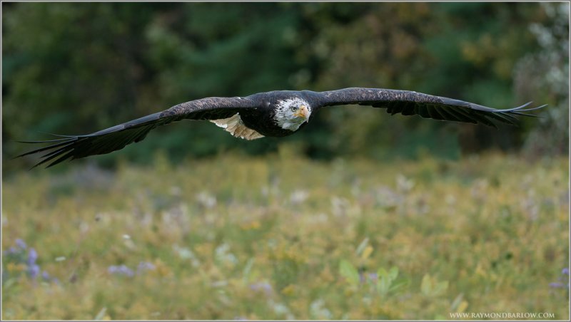 The Beauty of Natural Light - Bald Eagle