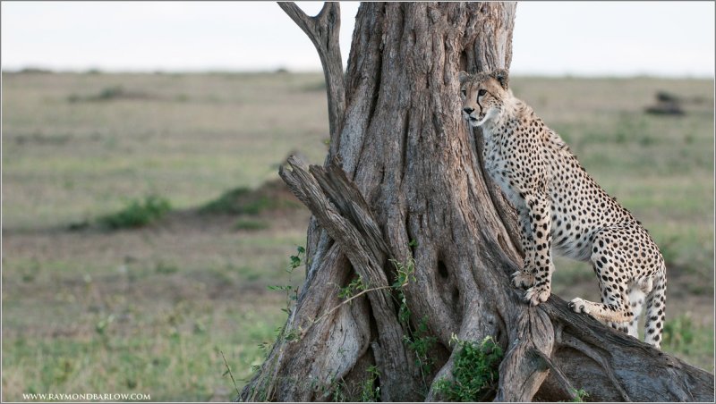 Cheetah in the North Serengeti