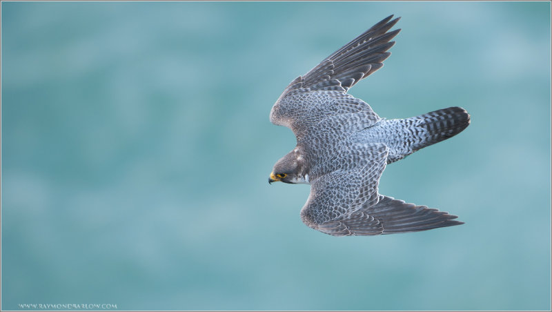 Peregrine in a Dive  (2008 re-edit)