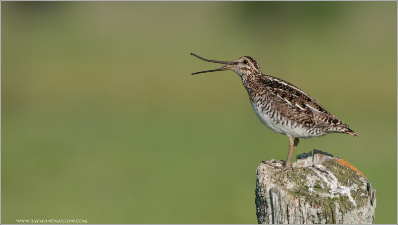 Wilsons Snipe 