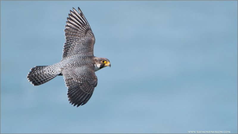 Peregrine in Flight 