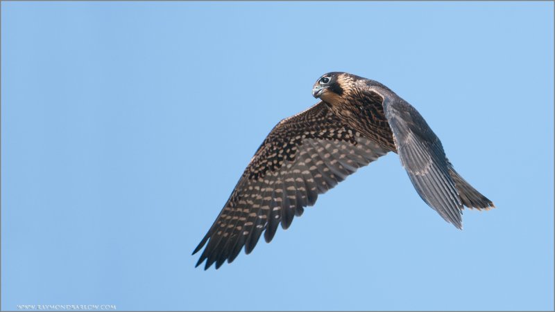 Peregrine in Flight