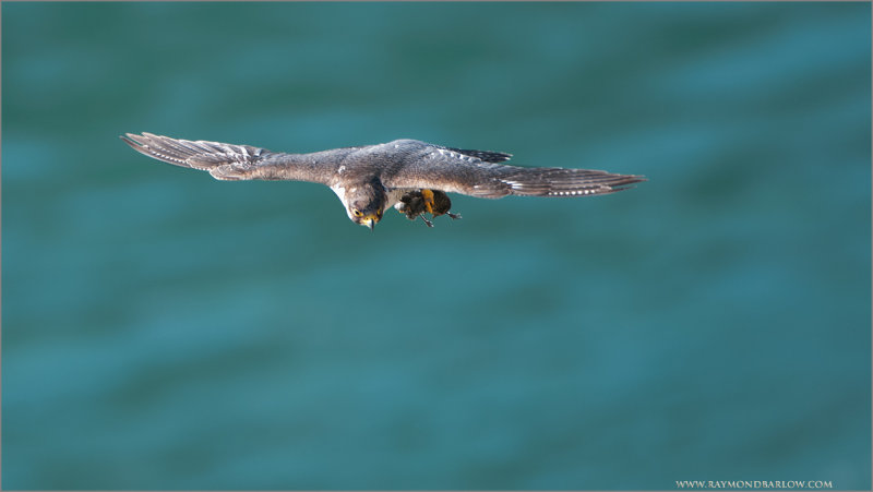 Peregrine in Flight