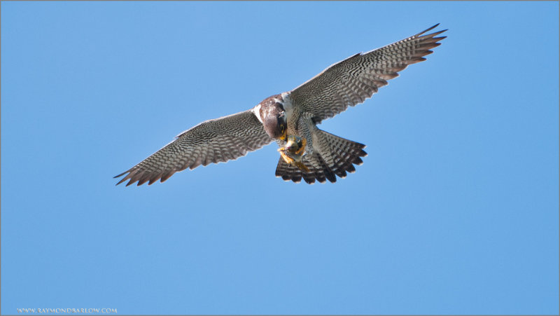 Peregrine in Flight 