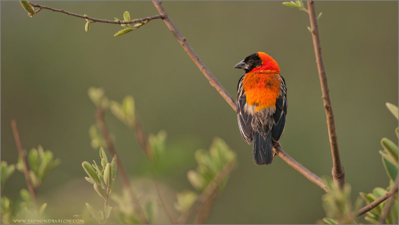 Northern Red Bishop  re-edit