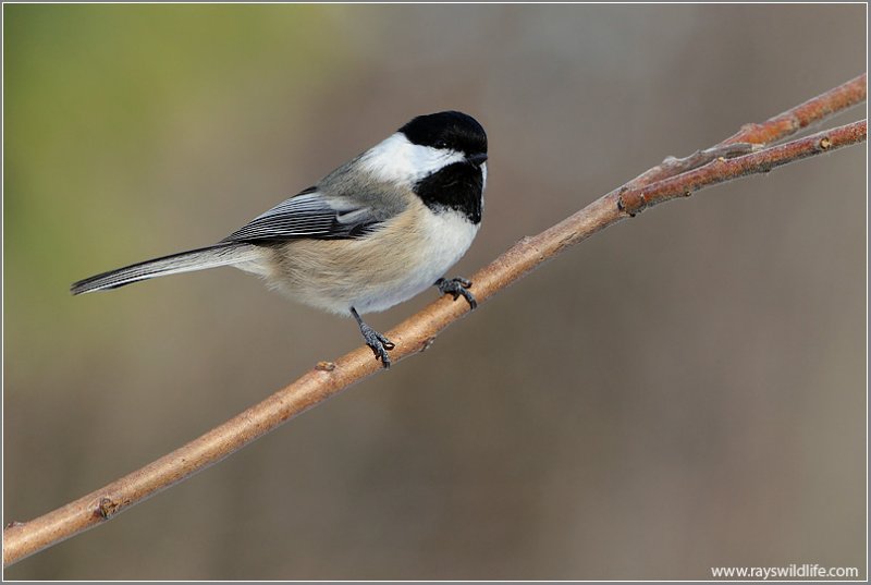 Black-capped Chickadee 12