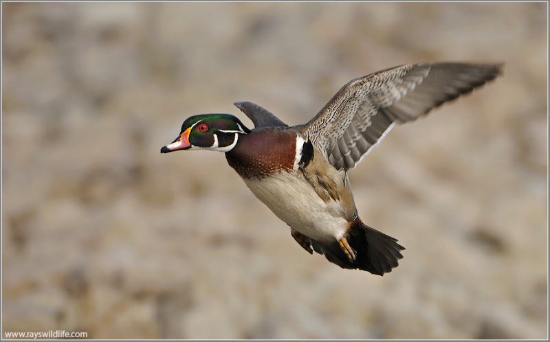 Wood Duck in Flight 11