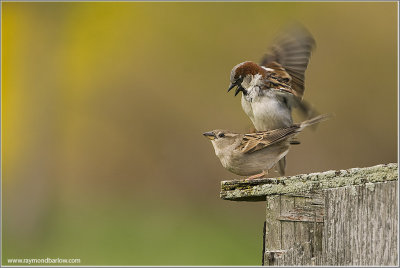 Tree Sparrows Mating