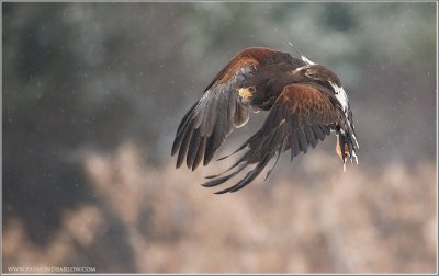 Harris's Hawk in Flight