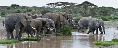 Elephants out for a Drink pano