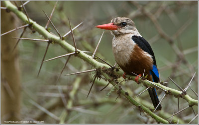 Grey-headed Kingfisher