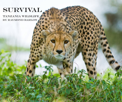 Cheetah - Book Cover Shot   Survival