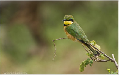  Little Bee-eater