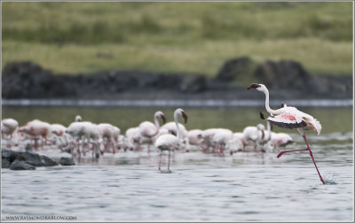 Flamingo on the Run