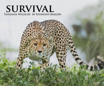 My latest book cover shot, Survival