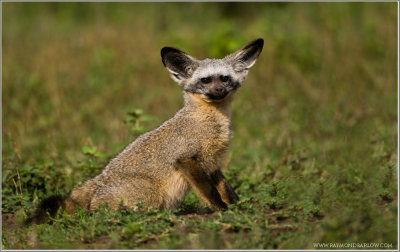 Bat-ear Fox 