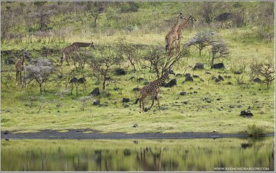 Giraffe Family