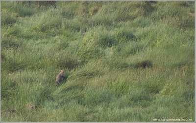  Leopard and Grass 