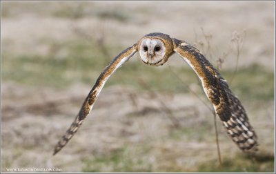 Barn Owl in Flight (captive)