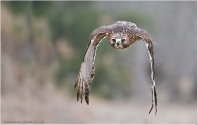 Red-tailed Hawk in Flight   (captive)