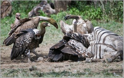 Vultures on a Kill
