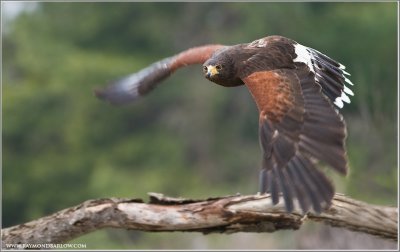 Harriss Hawk in Flight   (captive)