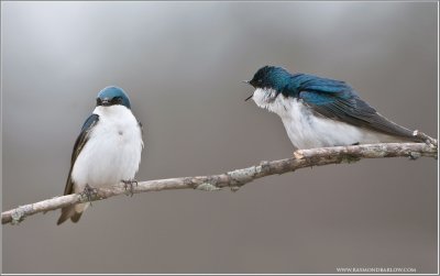Tree Swallows having a Chat