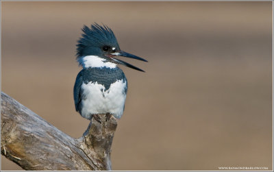 Belted Kingfisher  (re-edit)