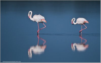 Flamingos in Tanzania