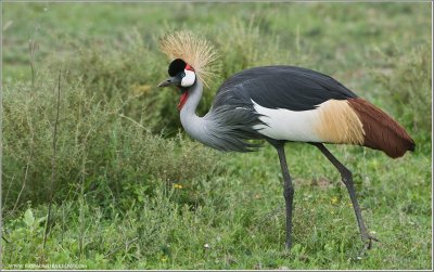 Grey Crowned Crane