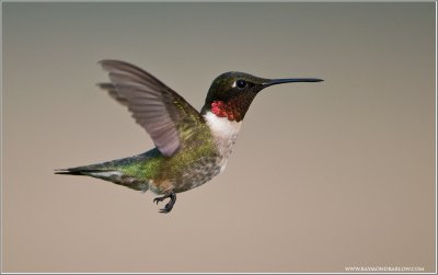 Ruby-throated Hummingbird