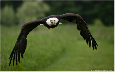 Bald Eagle in Flight    (captive)